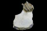 Tower Eyed Erbenochile Trilobite - Foum Zguid, Morocco #179619-2